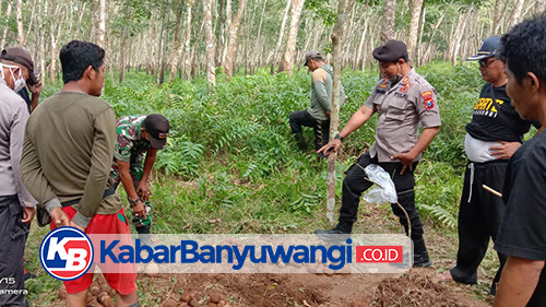 Ratusan Benda Mirip Granat Tangan Ditemukan di Kawasan Perkebunan Sumber Jambe