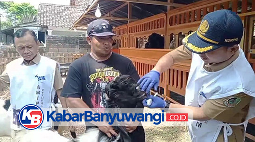 Periksa Hewan Kurban, Petugas Dispertapa Banyuwangi Temukan Kambing Sakit Flu