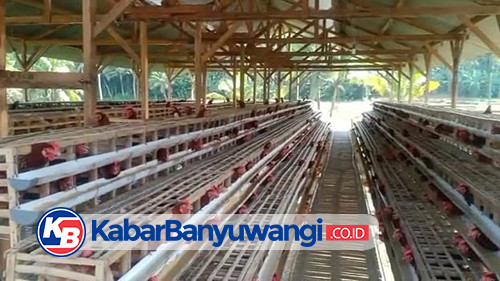 Tingginya Biaya Pakan Ternak Picu Kenaikan Harga Telur di Banyuwangi