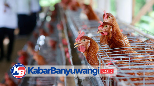 Desa di Banyuwangi Bangun Peternakan Ayam Petelur untuk Penuhi Gizi Warga Miskin