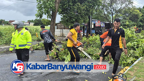 Hujan Deras Disertai Angin Terjang Banyuwangi, Satu Mobil Tertimpa Pohon Tumbang
