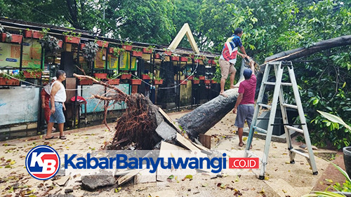 Hujan Deras Disertai Angin Kencang di Banyuwangi, Tiga Pohon Tumbang