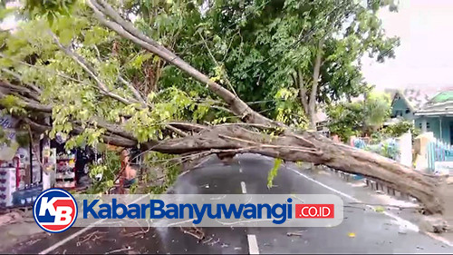 Pohon Tumbang Terjadi di Sejumlah Wilayah Banyuwangi, Petugas Lakukan Evakuasi dan Asesmen