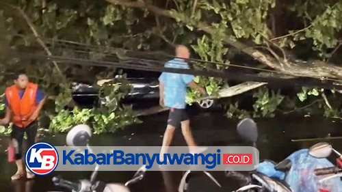 Pohon Tumbang Timpa Kendaraan dan Memutus Kabel Listrik di Srono Banyuwangi