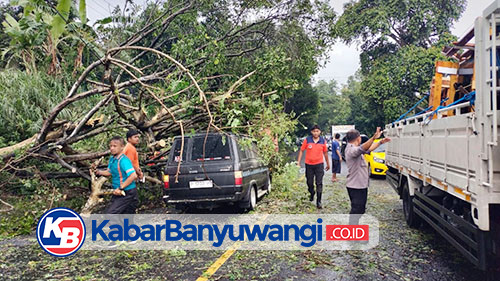 Pohon Trembesi Tumbang Timpa Mobil di Jalan Jurusan Banyuwangi-Jember