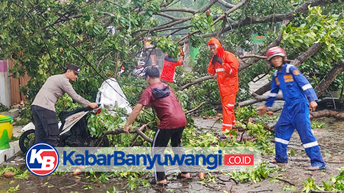 Polisi Banyuwangi Gerak Cepat Evakuasi Pohon Tumbang Timpa Mobil dan Motor