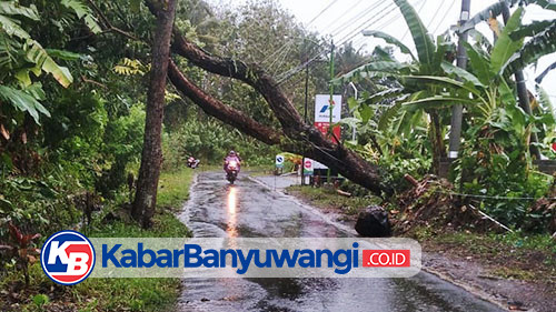 Imbas Hujan Deras Disertai Angin Kemarin, Sebabkan Pohon Tumbang di Delapan Titik Banyuwangi