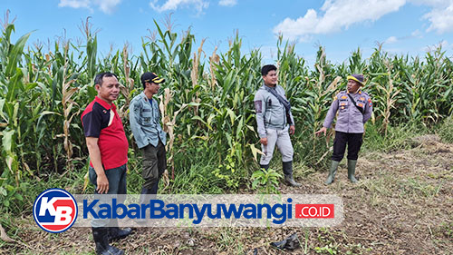 Polisi Banyuwangi Aktif Dampingi Patani Jagung Wujudkan Program Ketahanan Pangan