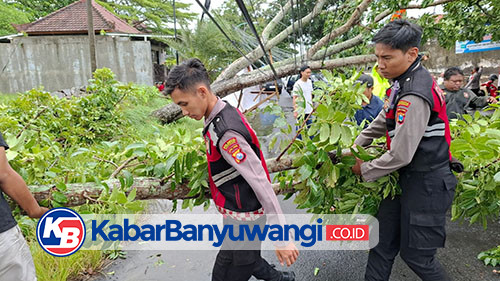 Polresta Banyuwangi Bantu Evakuasi Pohon Tumbang, Berikut Respon Masyarakat