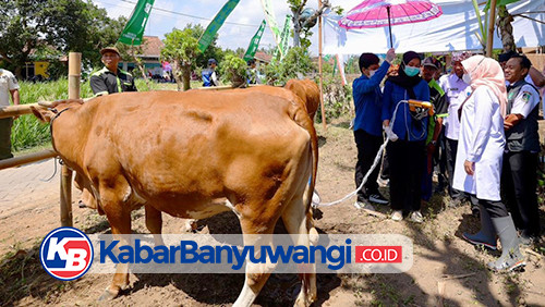 Program Ini Kerek Produktivitas Sapi Banyuwangi, Kini 30.000 Lahir Per Tahun