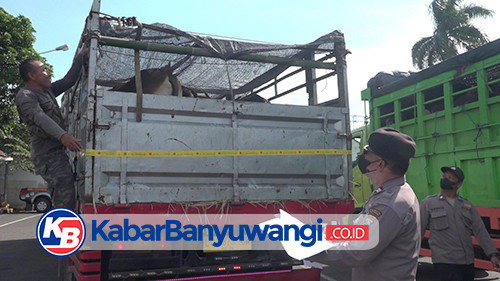 Jelang Idul Adha, Ratusan Sapi Asal NTB Dikirim ke Jawa Lewat Pelabuhan Tanjung Wangi