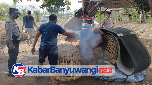 Polisi Bongkar dan Bakar Arena Judi Sabung Ayam di Wongsorejo