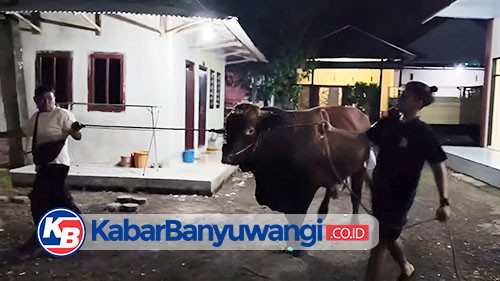 https://kabarbanyuwangi.co.id/asset/foto_berita/Sapi_kurban_Prabowo_1.jpg