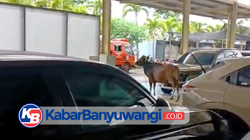 Sapi Kurban Lepas Masuk Dealer Mobil di Banyuwangi: Bikin Geger, Damkarmat Beraksi
