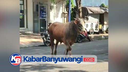 Lepas dari Dalam Pasar Hewan, Sapi Mengamuk di Jalan dan Masuk Toko Roti