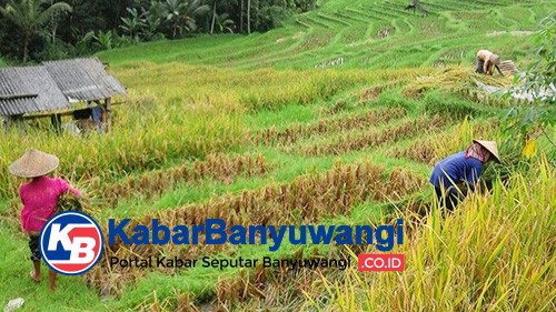 Jelang Musim Tanam, Banyuwangi Jamin Ketersedian Bibit dan Pupuk