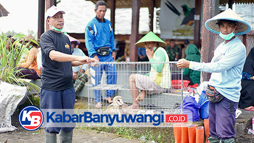 Tekan Hama Tikus, Pemkab Banyuwangi Sebar Ratusan Burung Hantu Hasil Budidaya