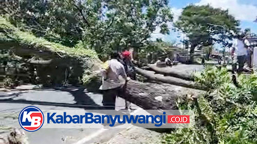 Angin Kencang Landa Banyuwangi Sebabkan Pohon Tumbang di 13 Titik Lokasi