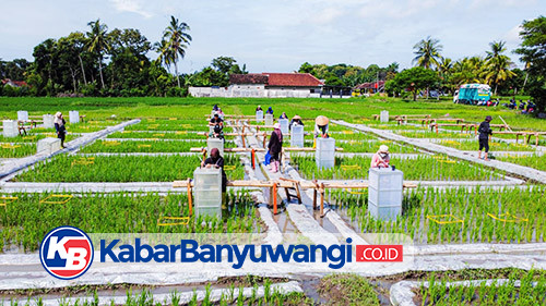 Banyuwangi Kembangkan Ekosistem Industrialisasi Beras Biofortifikasi "Sunwangi"
