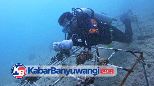 https://kabarbanyuwangi.co.id/asset/foto_berita/TNI_AL_tanam_terumbu_karang.jpg