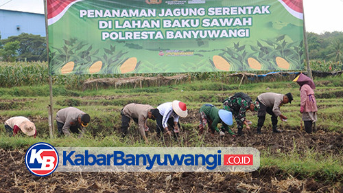 Polresta Banyuwangi Optimalisasi Lahan Pertanian, Dukung Ketahanan Pangan Daerah