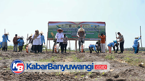 https://kabarbanyuwangi.co.id/asset/foto_berita/Tanam_jagung_kuartal_III.jpg