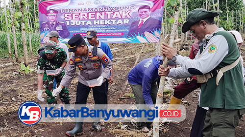 Polsek Jajaran Polresta Banyuwangi Tanam Jagung Serentak Dukung Ketahanan Pangan