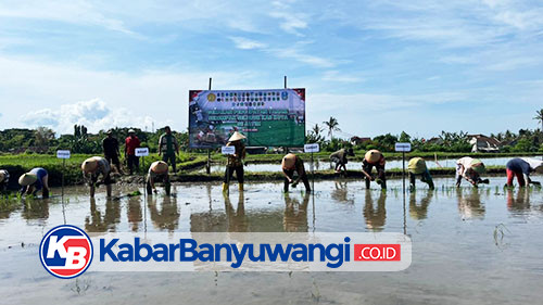 https://kabarbanyuwangi.co.id/asset/foto_berita/Tanam_padi_hadapi_kemarau.jpg