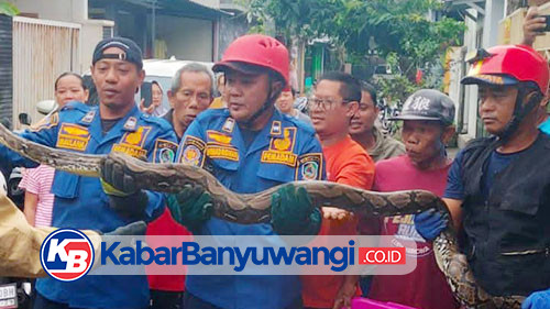 Ular Piton 4 Meter yang Sempat Memangsa Kucing Dievakuasi Petugas Damkarmat Banyuwangi