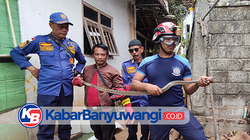 Geger, Ular Sepanjang 2 Meter Masuk Pekarangan Rumah Warga Banyuwangi