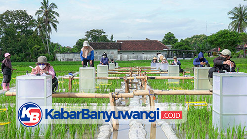 Teknologi Ramah Lingkungan Banyuwangi Kembangkan Beras Bernutrisi "Biofortifikasi"