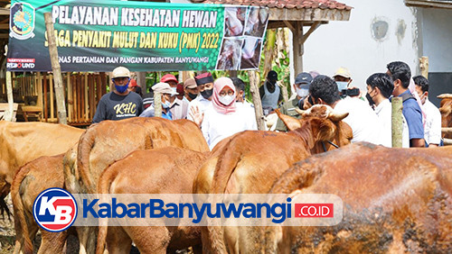 Wabah PMK Terdeteksi di Banyuwangi, Satgas Pantau Kesehatan Hewan Ternak