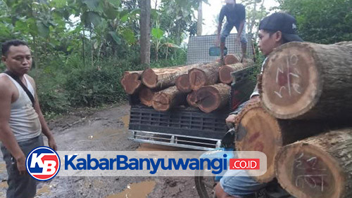 Puluhan Batang Kayu Jati Ilegal Diamankan Petugas Perhutani Banyuwangi Selatan