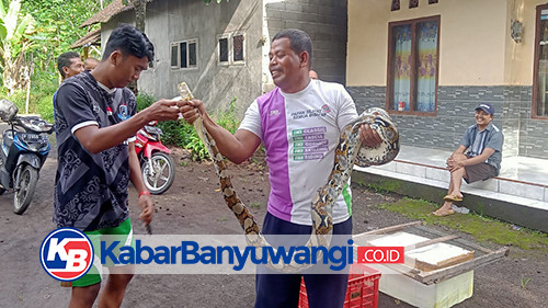 Ular Piton Panjang Tiga Meter Masuk Pemukiman Hebohkan Warga Desa Jajag