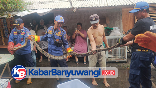 Lagi, Personel Damkarmat Banyuwangi Evakuasi Ular Piton 4 Meter dari Rumah Warga