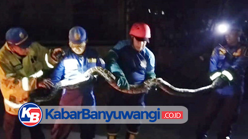 Dapat Mangsa, Ular Piton Panjang 5 Meter Kembali Bikin Geger Warga Banyuwangi