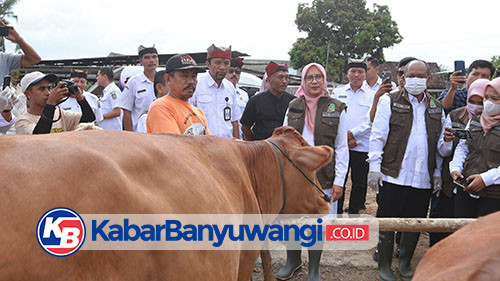 Cegah Penyakit Mulut dan Kuku, Banyuwangi Kembali Vaksin Puluhan Ribu Sapi Ternak