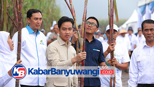 https://kabarbanyuwangi.co.id/asset/foto_berita/Wapres_Gibran_panen_tebu.jpg