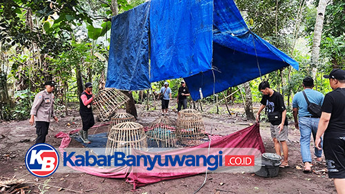 Gagal Tangkap Pelaku, Polisi Bongkar Arena Judi Sabung Ayam di Banyuwangi