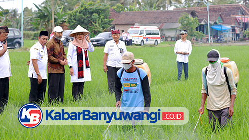 Kian Diminati, Beras Organik Banyuwangi Tersedia di 18.000 Supermarket se-Indonesia