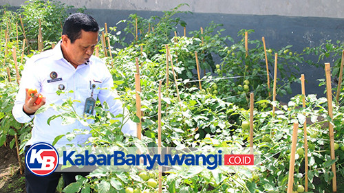 Brandgang Lapas Banyuwangi Disulap Jadi Lahan Pertanian Tomat dan Kacang Panjang