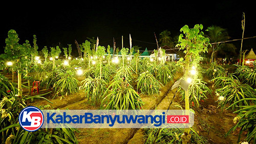 Menjadi Pemasok Buah Naga Terbesar Nasional, Banyuwangi Gelar Festival Buah Naga