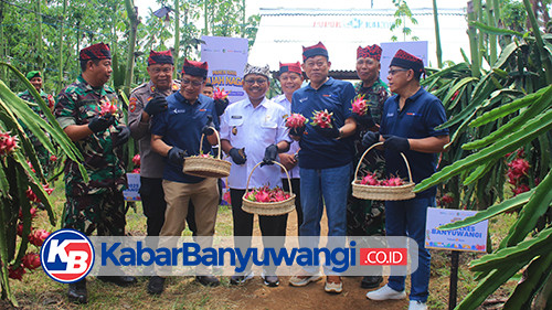 https://kabarbanyuwangi.co.id/asset/foto_berita/buah_naga_banyuwangi.jpg