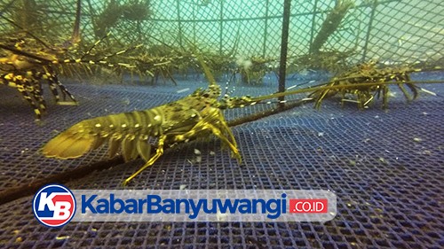 Menggeliatnya Budidaya Lobster Keramba Laut di Pantai Grand Watudodol