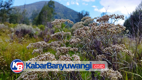 Bunga Edelweis Tumbuh Subur di Kaki Gunung Rante Banyuwangi | Portal ...