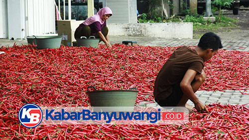 Petani di Banyuwangi Rugi Besar Buntut Harga Cabai Merah Besar Anjlok