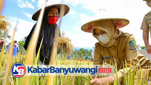 Beri Dukungan Lahan Pertanian Pangan Berkelanjutan, Banyuwangi Gelar Festival Padi