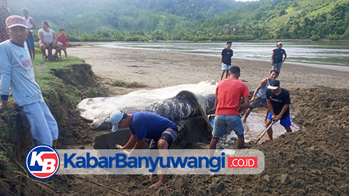 Hiu Tutul Berukuran Besar Kembali Ditemukan Mati Terdampar di Pesisir Banyuwangi