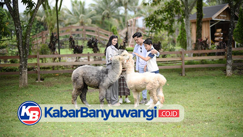 Manjakan Liburan Keluarga dengan Promo Juni di Grand Harvest Banyuwangi, Gratis Dua Tiket Ijen Farmhouse