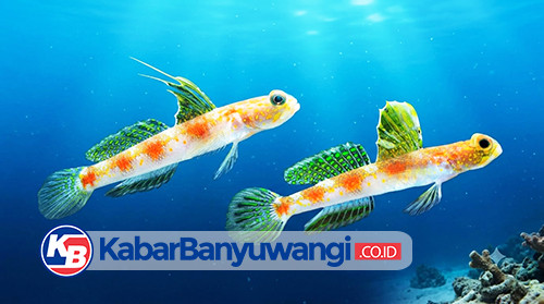 https://kabarbanyuwangi.co.id/asset/foto_berita/ikan_gobi_udang_oriens.jpg